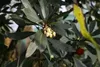 A close-up view of an Arbutus unedo plant, showing its dark green leaves, clusters of small, bell-shaped, pale yellow flowers, and a single red berry. Náhľad obrázku produktu