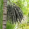 Palma di açaí (Euterpe oleracea)  - 2 semi Anteprima dell’immagine prodotto 1
