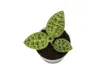 Gardners Macodes petola Jewel orchidea, priemer 6 cm Náhľad obrázku produktu 2