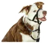 Halti Kopfgeschirr für Hunde | Größe 3, Schwarz Produktbild-Vorschau 11
