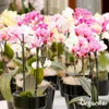 Orchideen Flüssigdünger 10L – 3-4-3 NPK – Produktbild-Vorschau 7