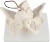 Anatomie Modell Model Weiblich Skelett Geburt Demonstration Produktbild-Vorschau 1