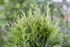 Thuja occidentalis 'Danica', Kugel-Lebensbaum, immergrün, Produktbild-Vorschau 10
