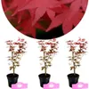 Sada 3 kusov Acer palmatum ‘Atropurpureum’ – japonský Náhľad obrázku produktu 1