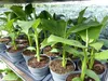 Bananenstaude 4 Stück Musa Basjoo 60 - 80 cm winterhart Produktbild-Vorschau 7