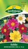 Quedlinburger Saatgut - Dahlien Mignon Mischung - Samen - Produktbild-Vorschau 3
