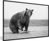 MuchoWow® MuchoWow® Gerahmtes Poster Bär - Fisch - Wasser Produktbild-Vorschau 1
