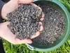 Graines de tournesol noires, 20 kg – Nourriture pour Voir les images du produit 4