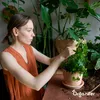 A woman tending to a potted plant surrounded by other houseplants. Produktbild-Vorschau