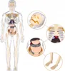 A 3D anatomical model of the human body showing the skeleton and internal organs, with close-up views of the skull, torso organs, and feet. Anteprima dell’immagine prodotto