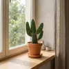 Bloomique - Opuntia Rubescens - Road Kill Cactus - Roślina Podgląd zdjęcia produktu 2