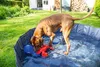 A dog playing in a kiddie pool with toys. Produktbild-Vorschau