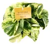 Peperomia 3er Set Náhled obrázku produktu 3