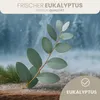 HAF Saunaaufguss Eukalyptus 100 ml - Sauna Aufgussmittel - Produktbild-Vorschau 2