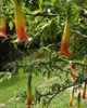 Rote Engelstrompete (Brugmansia sanguinea)  - 10 Samen Produktbild-Vorschau 2