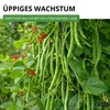 Prunkbohnen Preisgewinner Samen - Phaseolus coccis - Produktbild-Vorschau 6
