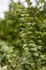 Cornus kousa 'Satomi', Japanischer Blumen-Hartriegel, rosa Produktbild-Vorschau 5
