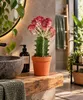 Czerwona Euphorbia lactea 'Cristata', ok. 20 cm – kaktus Podgląd zdjęcia produktu 3
