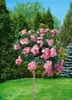Bodendeckerrose The Fairy C 15- 20 Produktbild-Vorschau 13