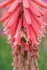 Stauden Gänge 1 x Kniphofia ‘Redhot Popsicle’ - Fackellilie Produktbild-Vorschau 7