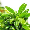 Zwergspeerblatt Anubias barteri var. ‘Nana Pangolino’ Produktbild-Vorschau 4