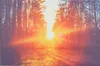 A sunbeam shines through a forest path, creating a warm and inviting atmosphere. Náhľad obrázku produktu