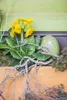Primula elatior, Schlüsselblume, gelb, ca. 9x9 cm Topf Produktbild-Vorschau 7