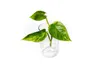 Gardners Epipremnum Marble Queen - odrezky na zakorenenie Náhľad obrázku produktu 1