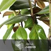 Magnolia grandiflora - arbuste persistant - plante de haie Voir les images du produit 2