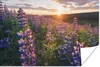 MuchoWow® Poster Lupine - Sonne - Lila 60x40 cm - Produktbild-Vorschau 1