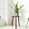 A snake plant in a gray pot sits on a small wooden side table next to a window with sheer curtains. Náhled obrázku produktu