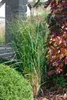 Panicum virgatum 'Northwind', Rutenhirse, aufrecht, 3-5 Produktbild-Vorschau 15
