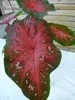 [Palmenlager] Caladium bicolor 60-80 cm- Topf 21 cm Ø // Produktbild-Vorschau 2