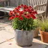 Stauden Gänge 1 x Echinacea purpurea 'Lakota Red' - Roter Produktbild-Vorschau 3