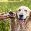 GREENDOOR Pfotenbalsam für Tiere Produktbild-Vorschau 4