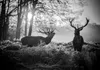 Selbstklebende Folie Fototapete - Deers in the Morning Produktbild-Vorschau 5