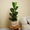 Bloomique - 2er Set - Ficus Lyrata - Geigenfeige - Produktbild-Vorschau 2