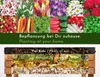 WONDERMAKE Großes Hochbeet aus KIRSCHBAUM Holz für Garten Produktbild-Vorschau 6