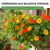 Kapuzinerkresse Rankende Mischung Samen - Tropaeolum majus Produktbild-Vorschau 6