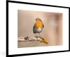 MuchoWow® Gerahmtes Poster Rotkehlchen - Vogel - Zweig - Produktbild-Vorschau 1