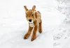 Steiff Rehkitz Rieke 35 cm Produktbild-Vorschau 4