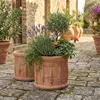 Teramico "Cilindro Cipressi" Blumentopf Terracotta Produktbild-Vorschau 8