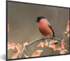 MuchoWow® Gerahmtes Poster Vogel - Laub - Herbst - Gimpel - Produktbild-Vorschau 1