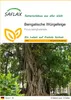 SAFLAX - Bengalische Würgefeige - Ficus benghalensis - 20 Produktbild-Vorschau 1