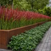 Stauden Gänge 1 x Imperata cylindrica 'Red Baron' im 1 Produktbild-Vorschau 2