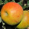 Apfelbaum `Pinova´ - Halbstamm, 160-180cm im 10L-Topf Produktbild-Vorschau 1