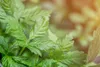SAFLAX  - La plante de l’immortalité - 30 graines - Voir les images du produit 9