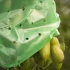 A close-up view of green plastic sheeting with holes, covering unripe tomatoes on a vine. Produktbild-Vorschau