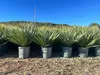 A row of potted Yucca Rostrata plants in an outdoor nursery setting. Podgląd zdjęcia produktu