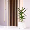 Keulenlilie Glauca - Cordyline - Höhe ca. 40 cm, Topf-Ø 12 Produktbild-Vorschau 4